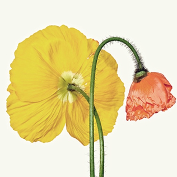 Meet your Posher, Shay - Picture 1 of 1